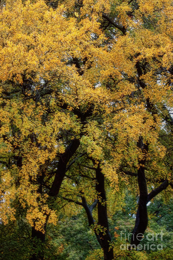 Autumn Tree Photograph by Joan Bertucci