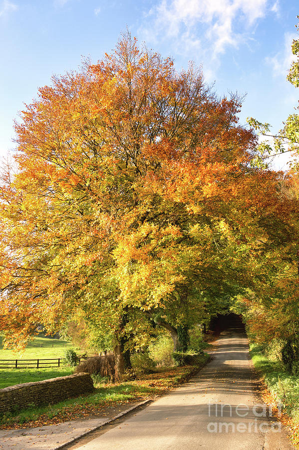 Autumn Tree Lined Road in the Cotswold Countryside Photograph by Tim Gainey