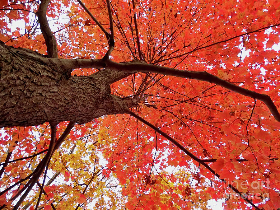Autumn Tree Looking UP Photograph by Beth Myer Photography