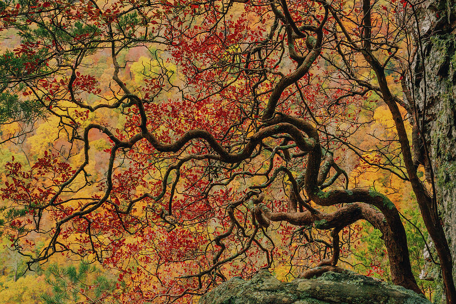 Fall Photograph - Autumn Tree of Life by Jeff Rose