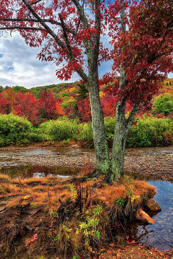 Autumn Tree on a River in Graveyard Photograph by Dan Carmichael