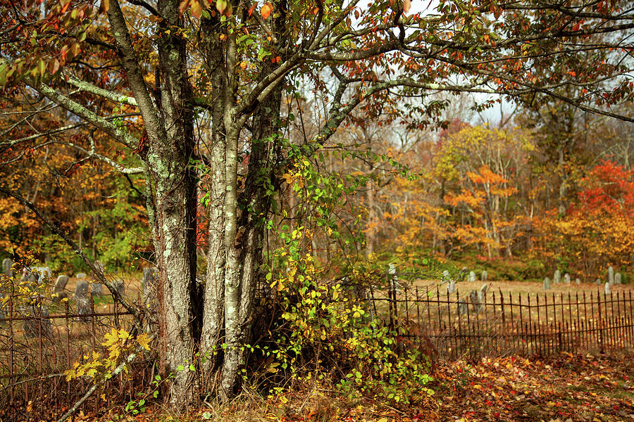 Autumn Tree Overlooking A Cemetery Photograph by Karol Livote