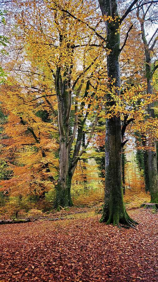 Autumn Tree Photograph by Semmick Photo