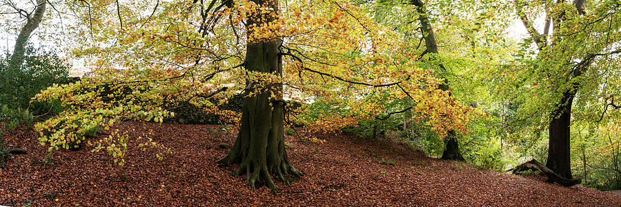 Autumn Tree Photograph by Sonny Ryse