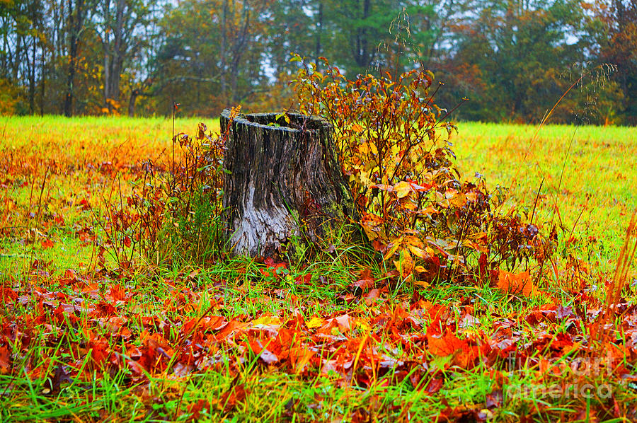 Autumn Tree Trunk Photograph by Maxine Billings