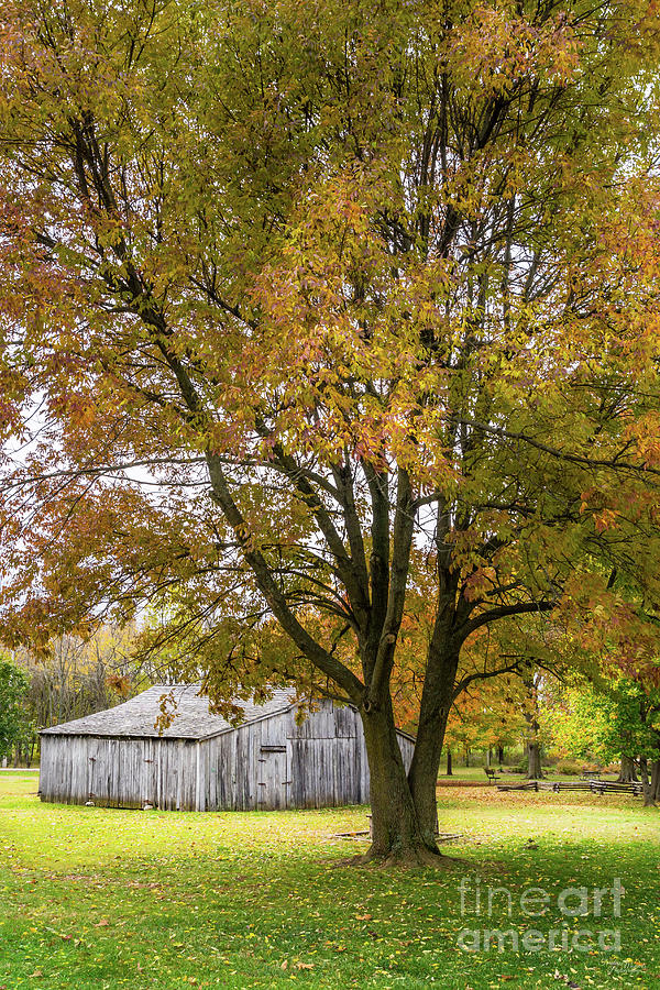 Autumn Tree With Barn Photograph by Jennifer White