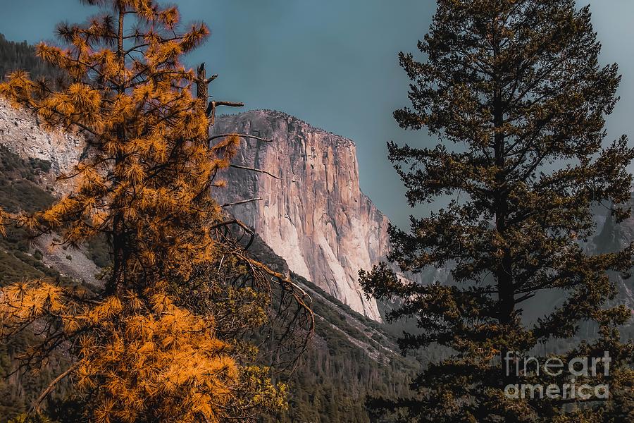 Autumn Tree With Mountain View At Yosemite National Park California Usa Photograph