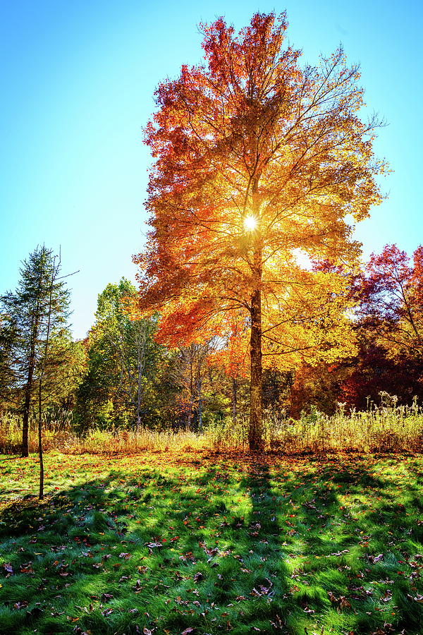 Autumn tree with sun Photograph by Alexey Stiop