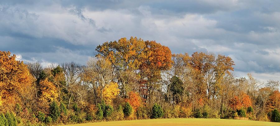 Autumn Treeline  Photograph by Ally White