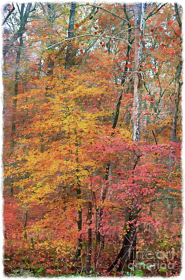 Autumn Trees 3 Mixed Media by Debbie Portwood