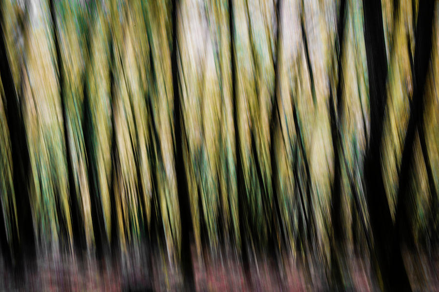 Autumn Trees Abstract Photograph by Maggie Mccall