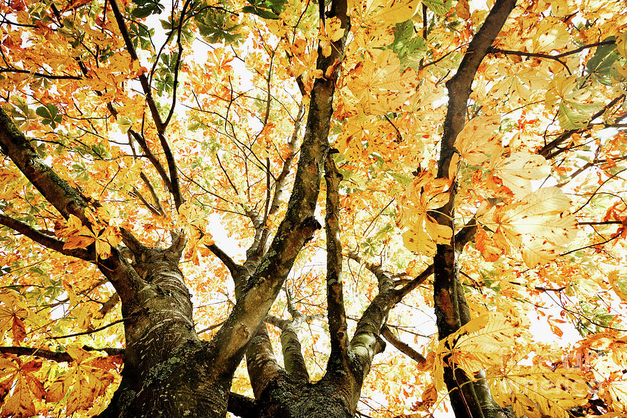 Autumn Trees Abstract Photograph by Natalie Kinnear