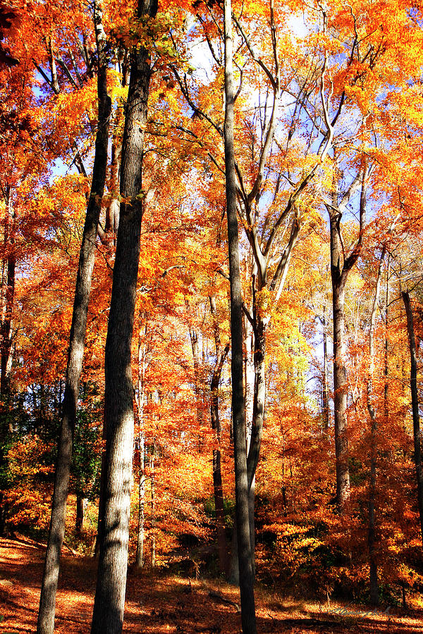 Autumn Trees Photograph by Alan Hausenflock