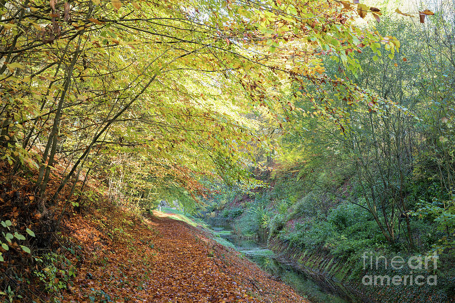Autumn Trees Along The Old Cotswold Sapperton Canal  Photograph by Tim Gainey