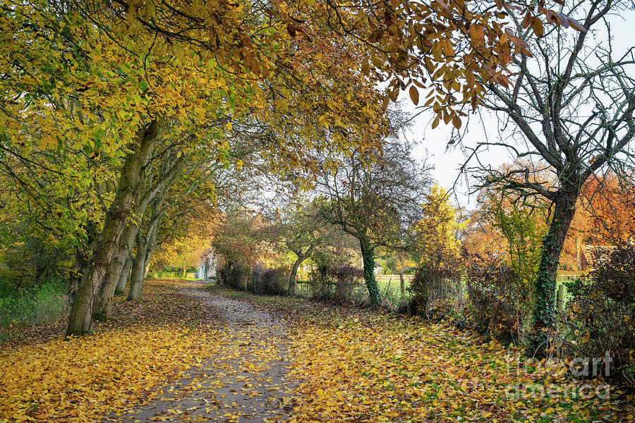 Autumn Trees and Fallen Leaves in Widford Photograph by Tim Gainey