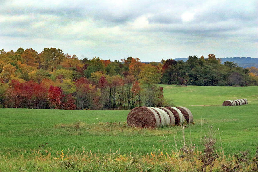 Autumn Trees and Farmland Photograph by Angela Murdock