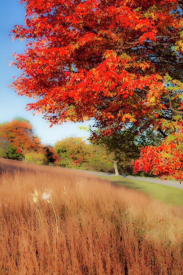 Autumn Trees and Grass fx Photograph by Dan Carmichael