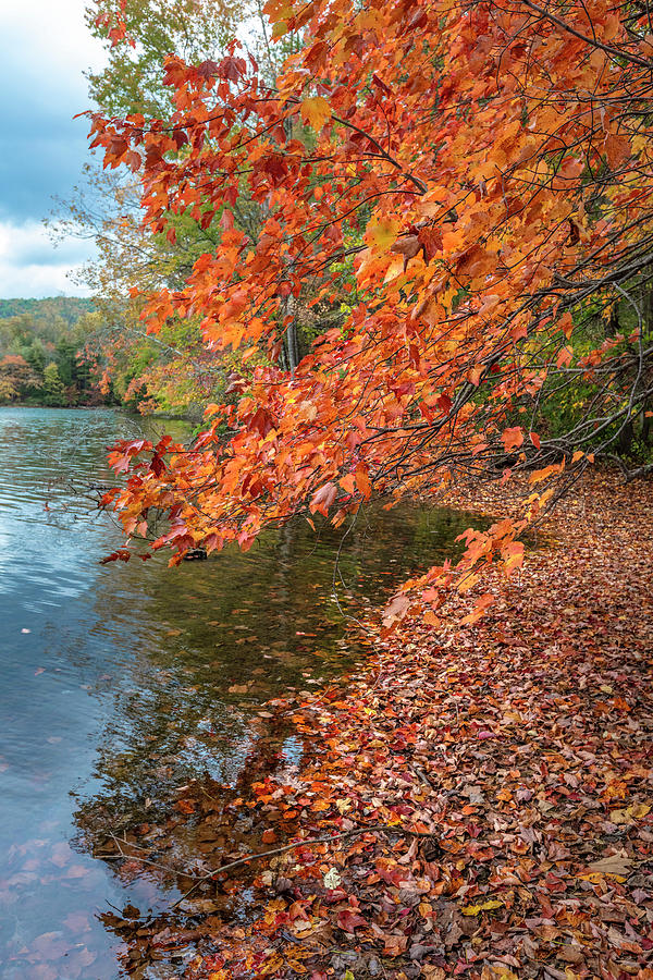 Fall Photograph - Autumn Trees at the Edge of the Lake by Debra and Dave Vanderlaan