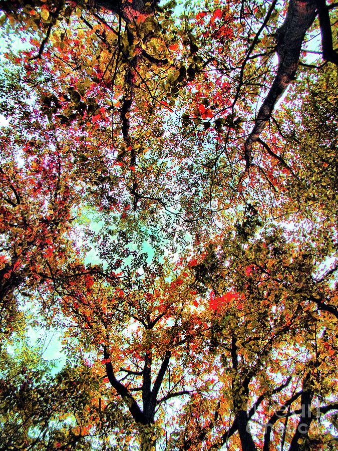 Tree Photograph - Autumn Trees  by Daniel Janda