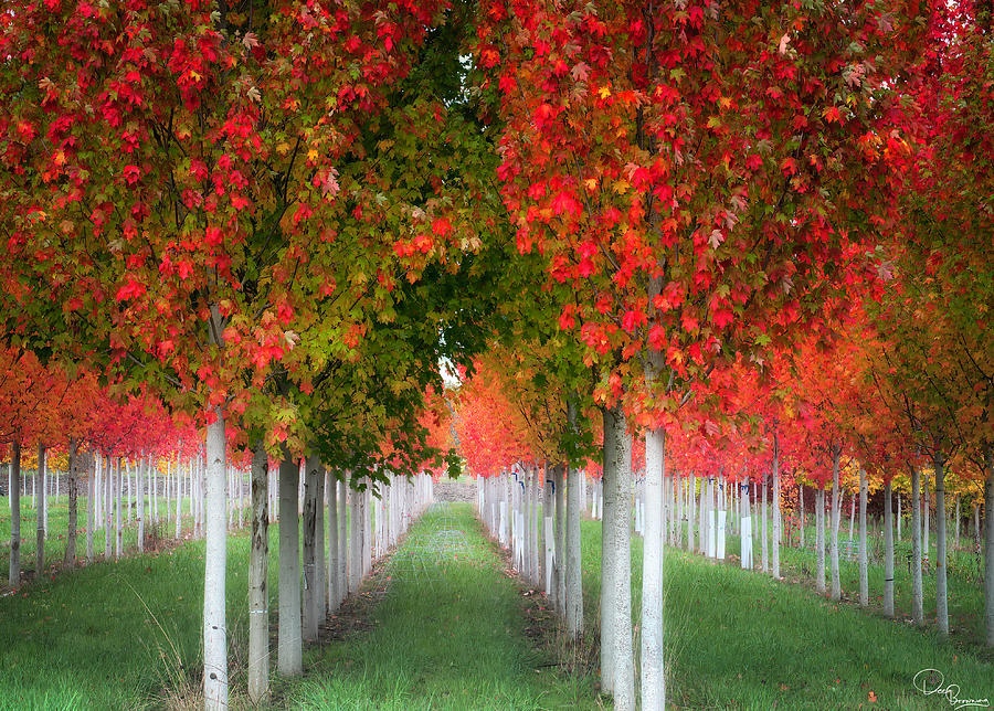 Autumn Trees Photograph by Dee Browning