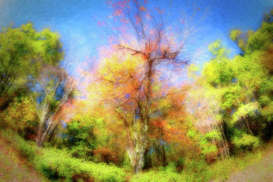 Autumn Trees Fall Color Glory ap Painting by Dan Carmichael