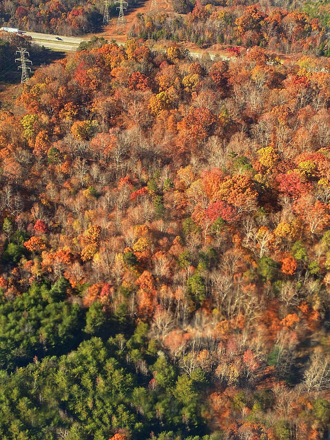 Autumn Trees From Above Photograph by Gravityx9 Designs