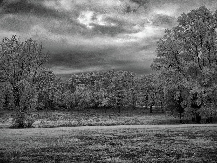 Autumn trees in black and white #2 Photograph by Alan Goldberg