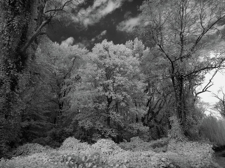 Autumn trees in black and white Photograph by Alan Goldberg