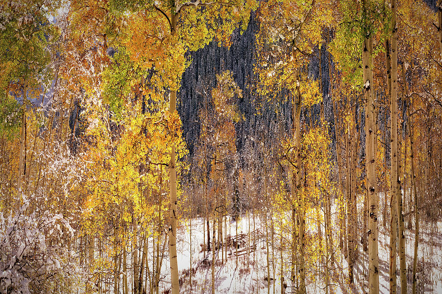 Winter Photograph - Autumn Trees in Snow Aspen Colorado  by Lena Owens - OLena Art Vibrant Palette Knife and Graphic Design