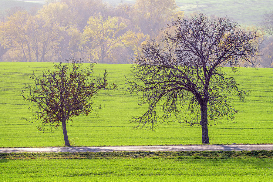 Trees in autumn at southern Moravia Photograph by Dubi Roman