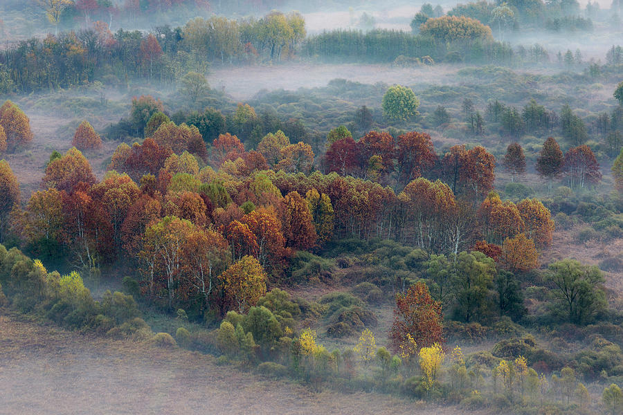 Autumn trees in the morning mist Photograph by Pietro Ebner