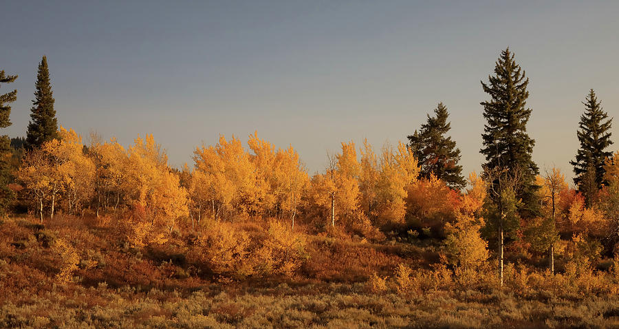 Autumn Trees In Wyoming Photograph by Dan Sproul