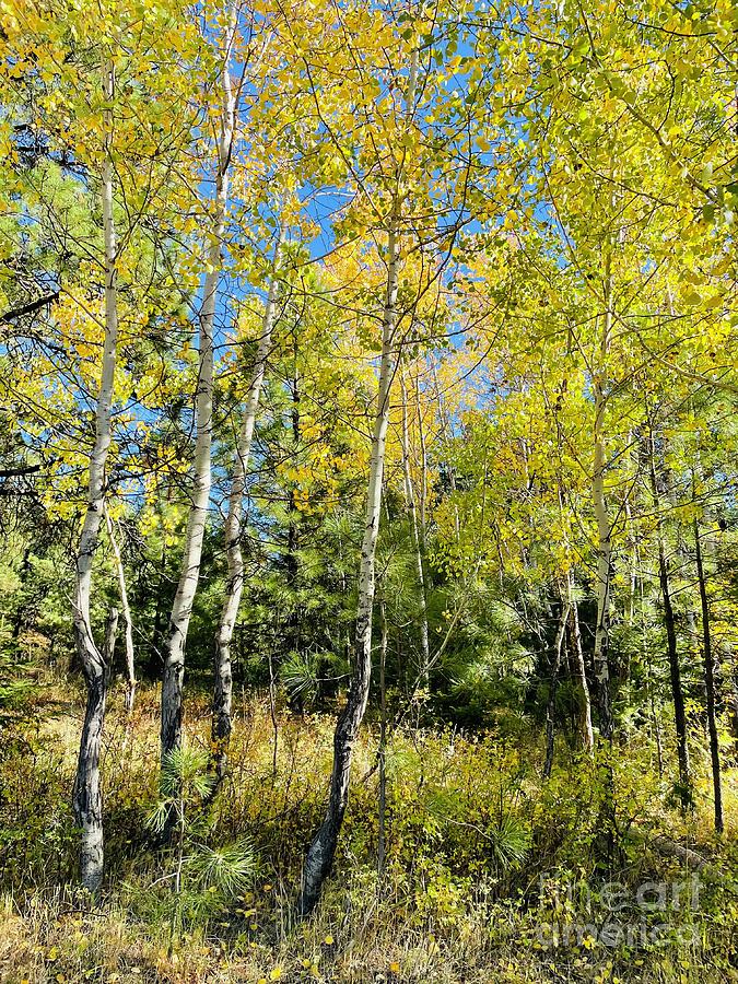 Autumn Trees near Rimrock  Photograph by Carol Groenen