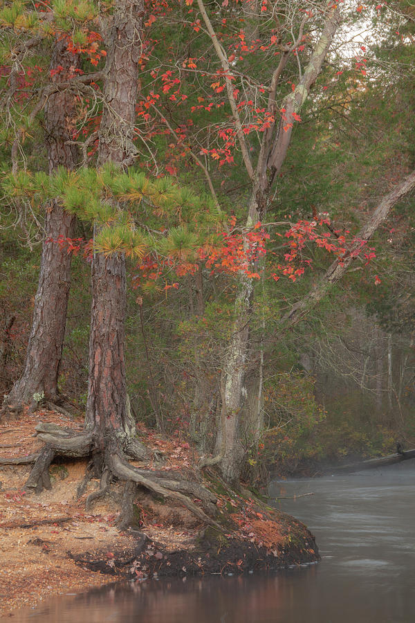 Autumn Trees on The Wading River Photograph by Kristia Adams