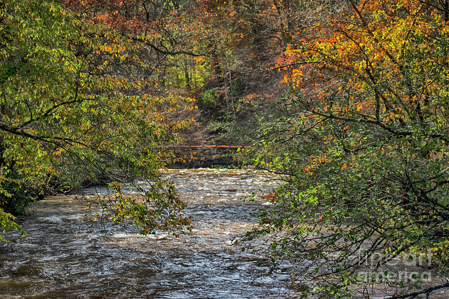 Autumn Trees over the River Photograph by Judy Hall-Folde