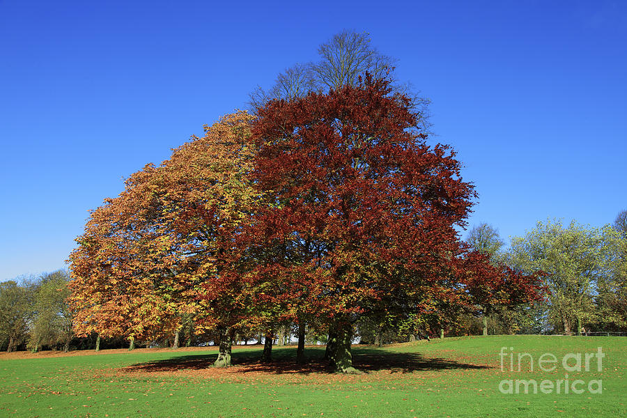 Autumn trees Rounday Park Leeds Photograph by Bryan Attewell