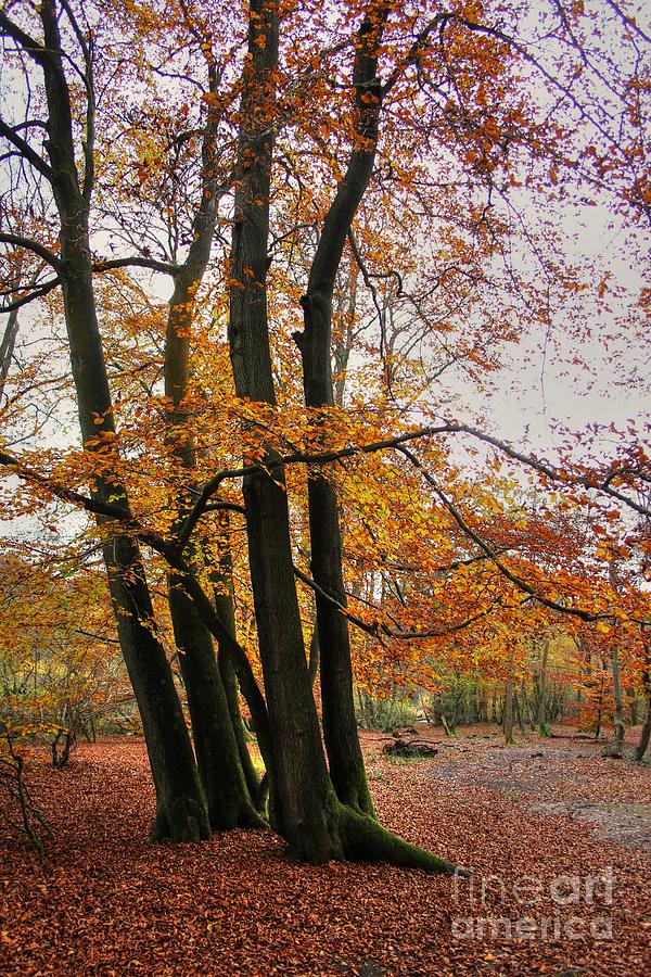 Autumn Trees  Photograph by Vicki Spindler