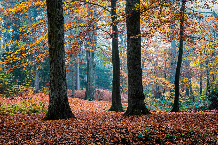 Autumn Trees Photograph by William Mevissen