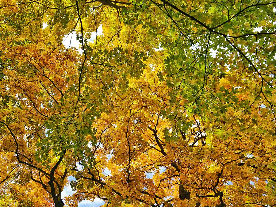 Autumn Treetops Photograph
