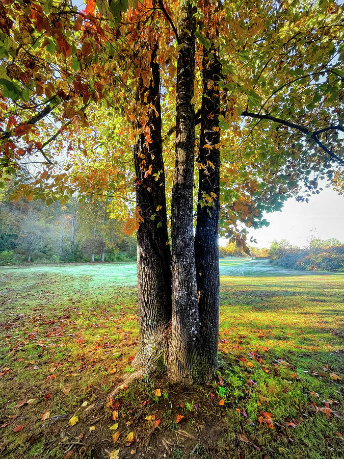Fall Photograph - Autumn Trio by Debra and Dave Vanderlaan