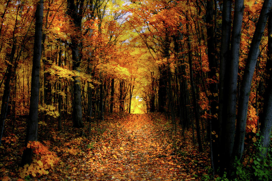 Autumn Tunnel Photograph by Karen Hunnicutt-Meyer - Fine Art America