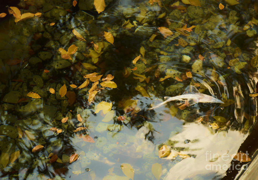 Autumn under water 1 Photograph by Yavor Mihaylov