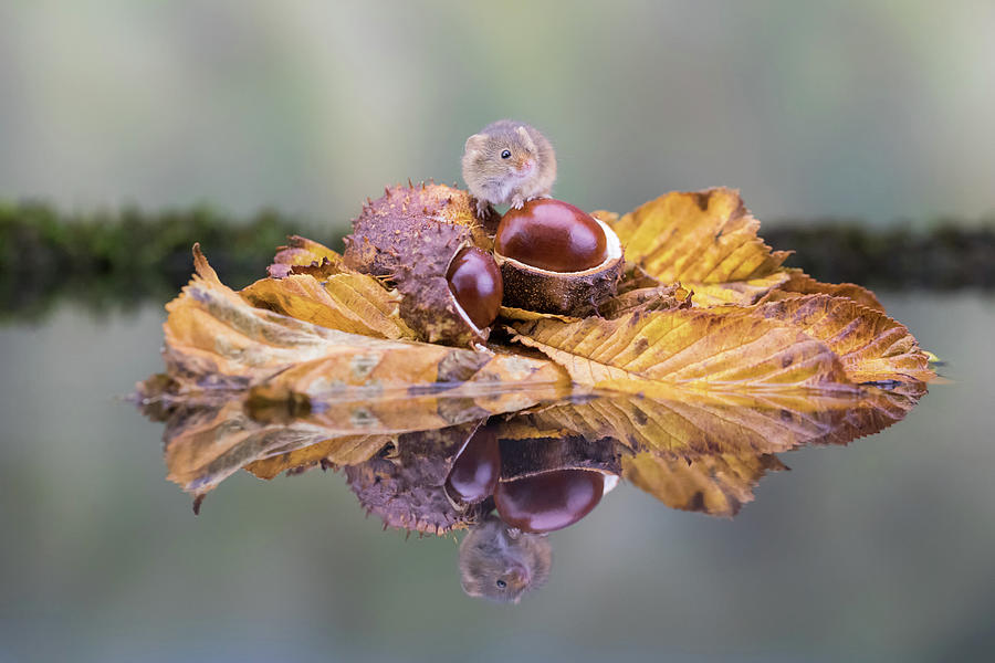 Autumn vibe Photograph by Erika Valkovicova