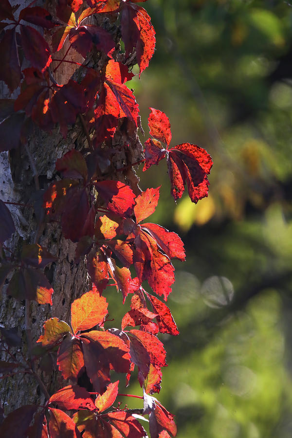 Autumn Vine Photograph by Brook Burling