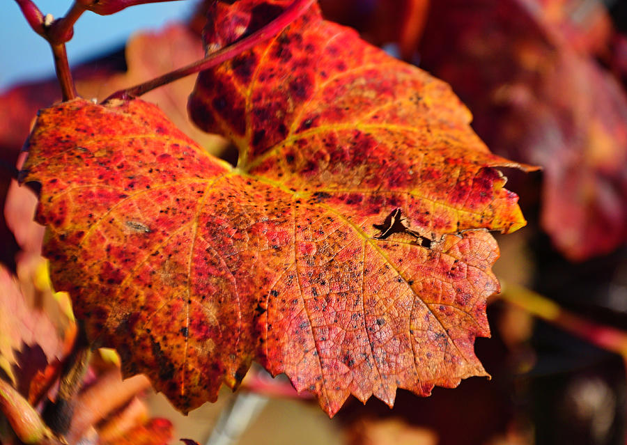 Autumn Vine Leave Photograph
