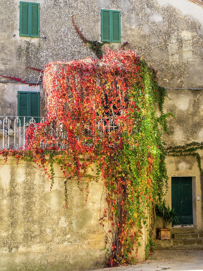 Autumn Vines Photograph by Eggers Photography