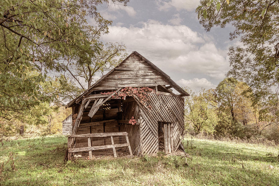Autumn Vines on the Barn in Farmhouse Tones Photograph by Debra and Dave Vanderlaan
