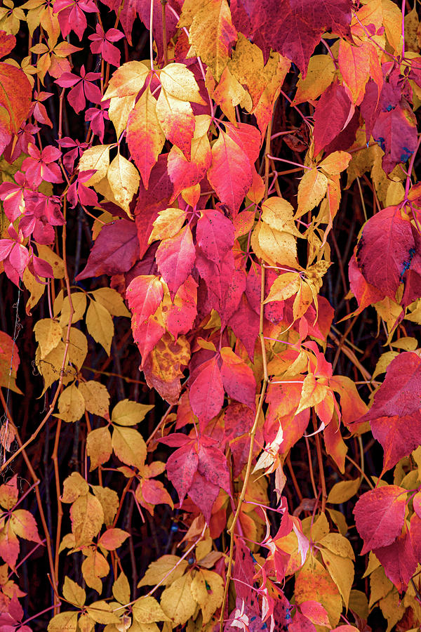 Autumn Vines Three Photograph by Wim Lanclus