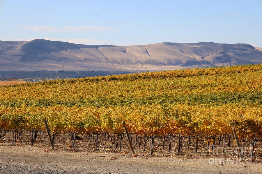 Autumn Vineyard With Hills Photograph