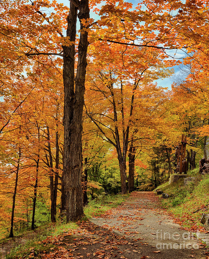 Autumn Walk in the Woods Photograph by Norman Gabitzsch